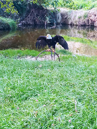 Photo n°3 de Hippogriffe à Montbeugny ()