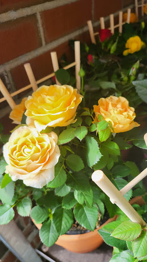 Supermarket «Big Y», reviews and photos, 62 W Main St, Spencer, MA 01562, USA