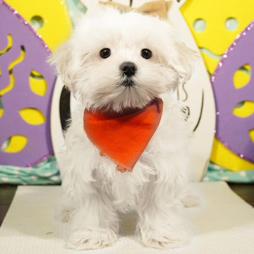 Pet Store «Pet Planet», reviews and photos, 11968 S Redwood Rd, Riverton, UT 84065, USA