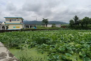 Lotus Lake, Bhali image