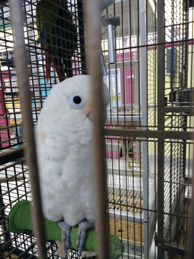 Pet Store «Petland Las Vegas», reviews and photos, 8800 W Charleston Blvd #3, Las Vegas, NV 89145, USA