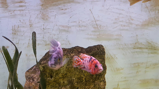 Pet Store «Tanks Pet Supply», reviews and photos, 628 S Main St, Princeton, IL 61356, USA