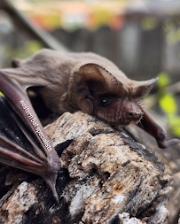 Western Bat Specialists - Photo 6 - Car repair in Olivehurst, CA, Yuba City