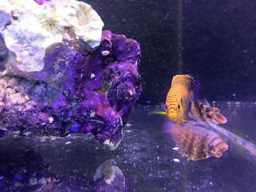 Tropical Fish Store «Reef Oasis», reviews and photos, 7669 Mentor Ave, Mentor, OH 44060, USA
