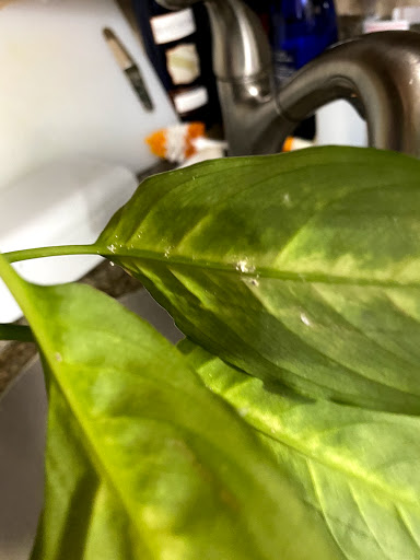 Florist «Washington Florist Inc», reviews and photos, 565 Broad St, Newark, NJ 07102, USA