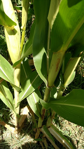 Grocery Store «Maplehofe Dairy Farm Store», reviews and photos, 799 Robert Fulton Hwy, Quarryville, PA 17566, USA