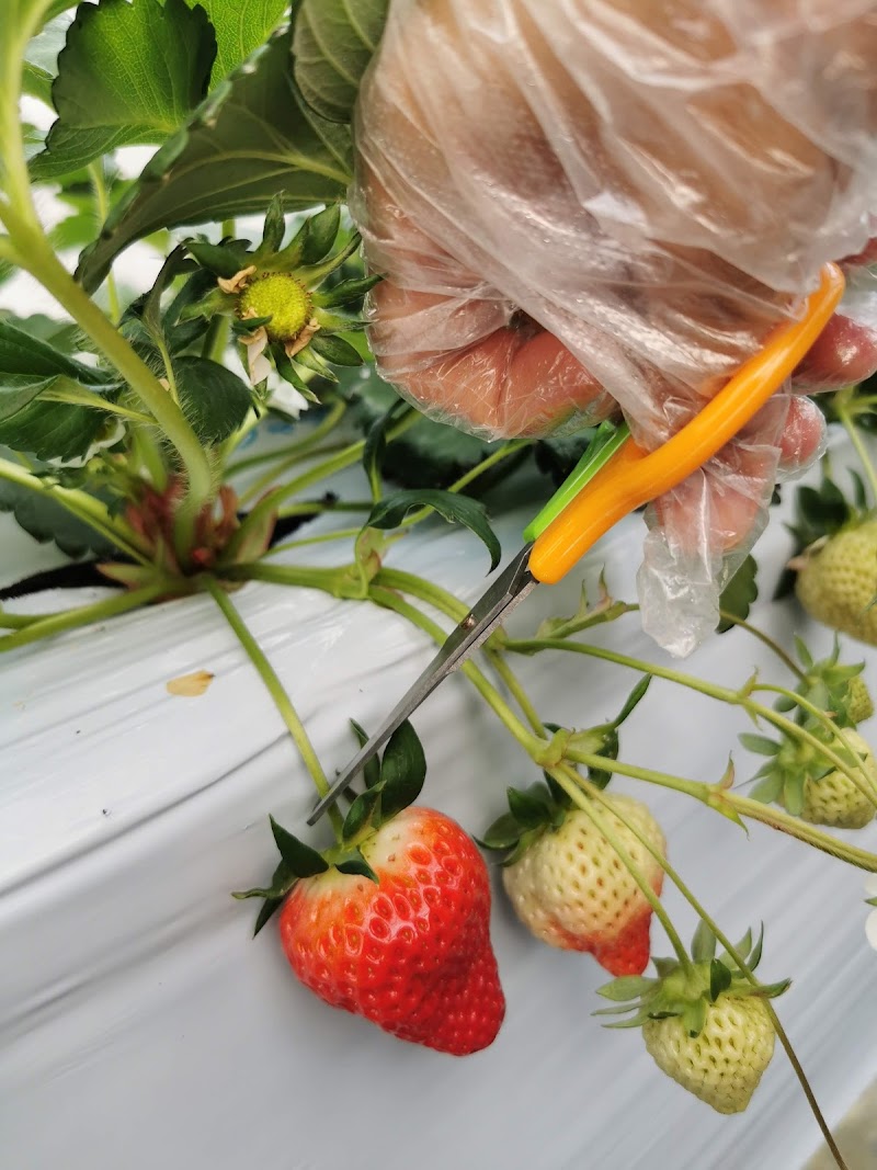 雪国アグリパーク 湯沢いちご村 新潟県湯沢町神立 農場 グルコミ