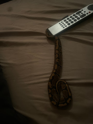 Pet Supply Store «Pet Supplies Plus», reviews and photos, 3100 Manchester Rd, Akron, OH 44319, USA