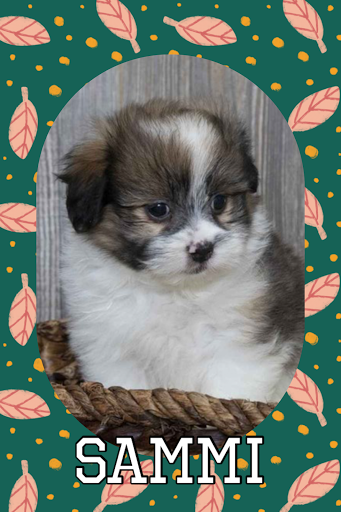 Pet Store «Pet Express», reviews and photos, 250 Granite St, Braintree, MA 02184, USA