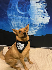 PetSuites Alliance
