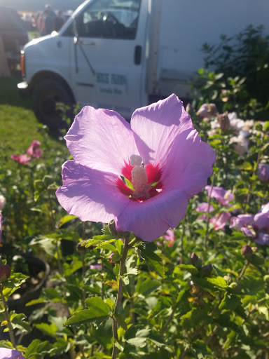 Flea Market «Armada Flea Market», reviews and photos, 25381 Armada Ridge Rd, Richmond, MI 48062, USA