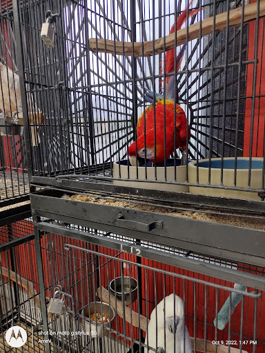 Parrot shops in Miami