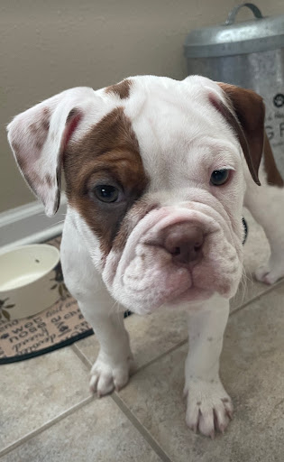 Pet Supply Store «Petco Animal Supplies», reviews and photos, 1514 Country Road 220, Fleming Island, FL 32003, USA