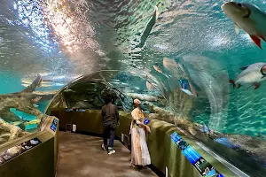 Shanghai Ocean Aquarium image