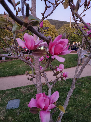 Grocery Store «Stinson Beach Market», reviews and photos, 101 Calle del Mar, Stinson Beach, CA 94970, USA