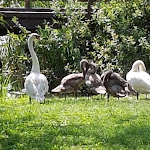 Photo n°3 de l'avis de Jaja.u fait le 18/08/2019 à 12:17 sur le  Locanda Trentin à Arcugnano