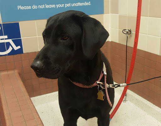 Pet Supply Store «Pet Food Express», reviews and photos, 2171 Cowell Blvd, Davis, CA 95618, USA