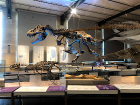 Natuurhistorisch Museum van België