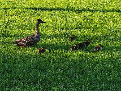 Mosque «Medina Community Center», reviews and photos, 3200 Mill St, Hamel, MN 55340, USA