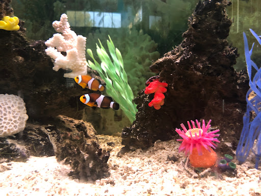 Pet Store «Vallejo Aquarium», reviews and photos, 611 Florida St, Vallejo, CA 94590, USA