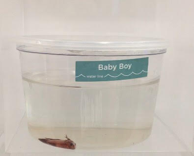 Pet Supply Store «Petco Animal Supplies», reviews and photos, 178 Township Blvd, Camillus, NY 13031, USA