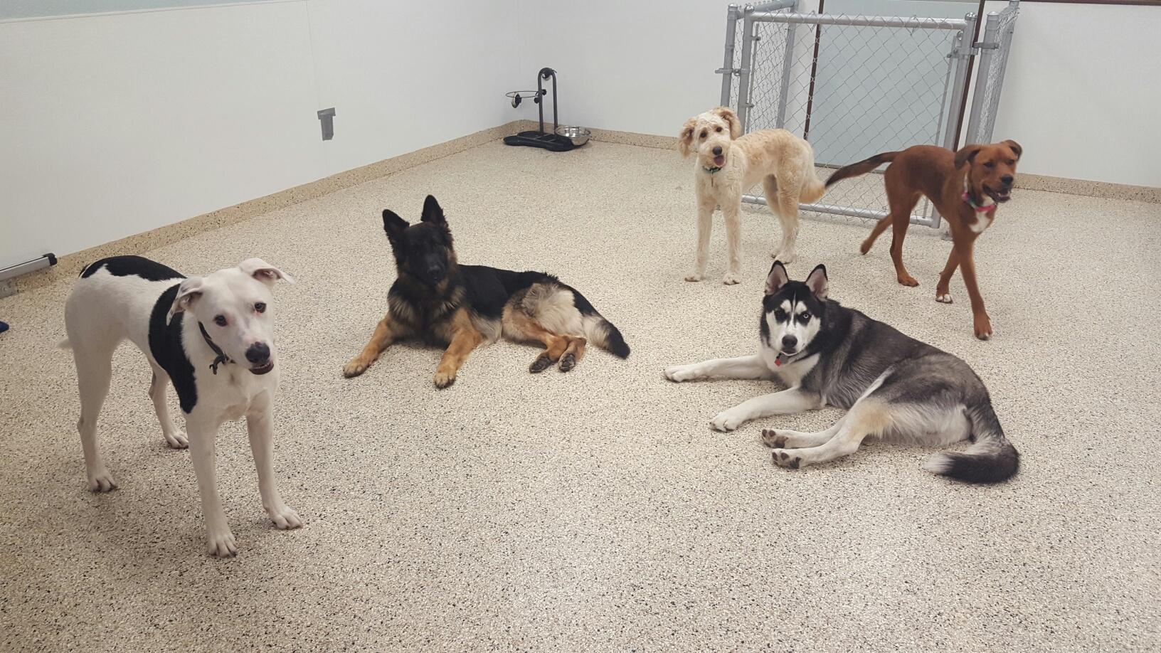 Dr. Dave's Doggy Daycare, Boarding, & Grooming