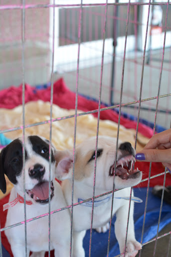 Pet Supply Store «PetSmart», reviews and photos, 860 Cobb Pl Blvd NW, Kennesaw, GA 30144, USA