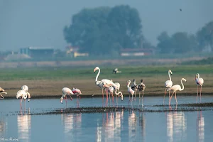 Bhigwan Bird WildLife Sanctuary image