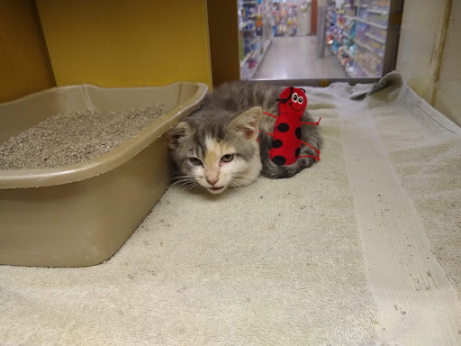 Pet Supply Store «PetSmart», reviews and photos, 16086 Jackson Creek Pkwy, Monument, CO 80132, USA