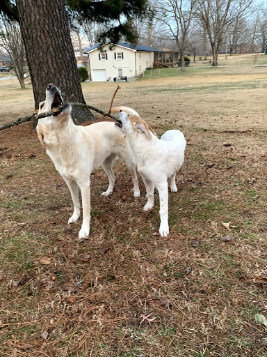 Pet Store «Pets Plus», reviews and photos, 454 TN-46, Dickson, TN 37055, USA