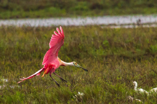 Chamber of Commerce «Rockport-Fulton Chamber of Commerce», reviews and photos, 319 Broadway St, Rockport, TX 78382, USA