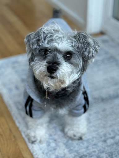 Island Animal Hospital and Urgent Care Services image