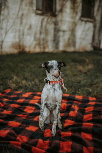 Kala Caruso Photography - Photo 3 - Car repair in , Alexandria