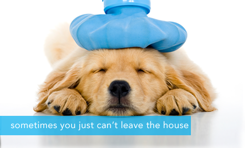 Your Home Pet Vet image