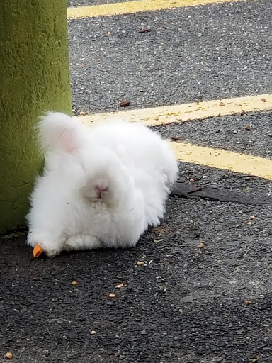 Pet Supply Store «Pet Supplies Plus», reviews and photos, 175 Memorial Ave, West Springfield, MA 01089, USA