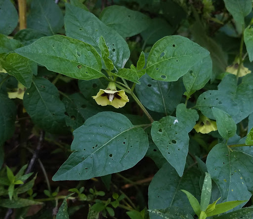 Nature Preserve «Ashland Nature Center of Delaware Nature Society», reviews and photos, 3511 Barley Mill Rd, Hockessin, DE 19707, USA