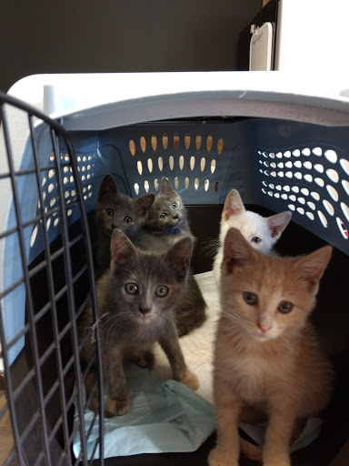 Marcus/Remsen Veterinary Clinic image