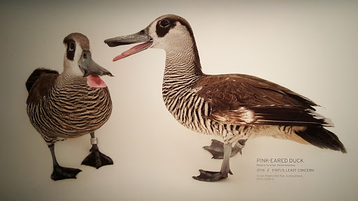 Museum «National Geographic Museum», reviews and photos, 1145 17th Street NW, Washington, DC 20036, USA