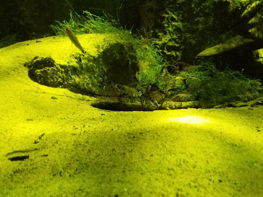 Aquarium «Belle Isle Aquarium», reviews and photos, 900 Inselruhe Ave, Detroit, MI 48207, USA