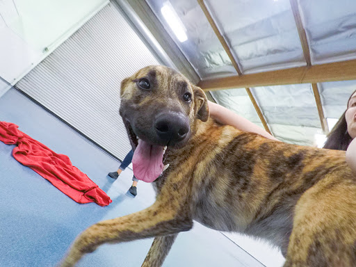 24 Hour Dog Daycare image