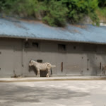 Photo n° 16 de l'avis de Jean.i fait le 18/08/2020 à 14:33 pour Zoo de Maubeuge à Maubeuge