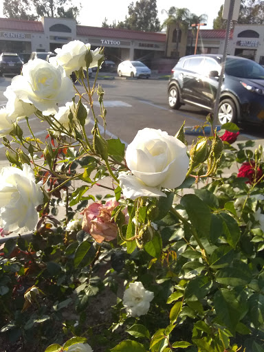 Mexican Restaurant «El Pollo Loco», reviews and photos, 7756 Haven Ave, Rancho Cucamonga, CA 91730, USA