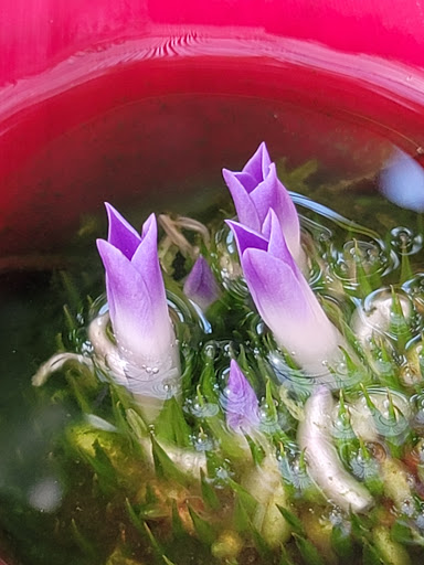 Museum «Oldfields–Lilly House & Gardens», reviews and photos, 4000 N Michigan Rd, Indianapolis, IN 46208, USA