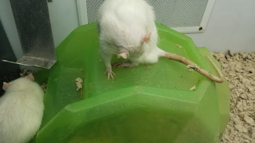 Pet Supply Store «Petco Animal Supplies», reviews and photos, 1014 Shoppes At Midway Dr, Knightdale, NC 27545, USA