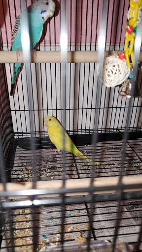 Pet Supply Store «Pet Supermarket», reviews and photos, 1125 Royal Palm Beach Blvd, Royal Palm Beach, FL 33411, USA