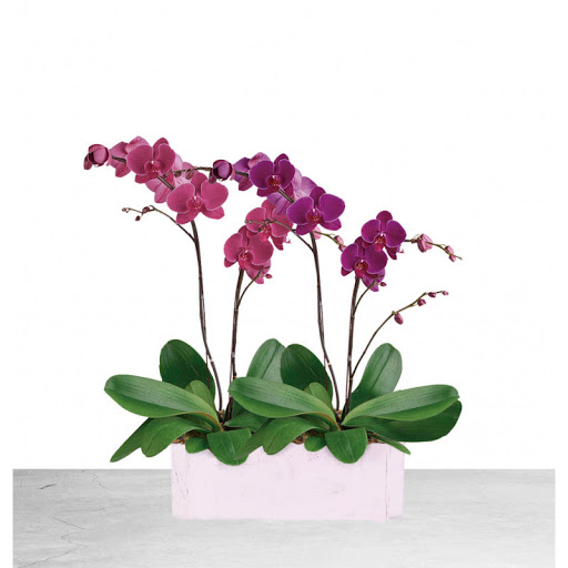 Florist «Flowerama Florist: Westerville», reviews and photos, 635 S State St, Westerville, OH 43081, USA