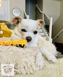 Ziggy and Friends Pet Care llc - Car repair in , Denver - Rated 5.0/5