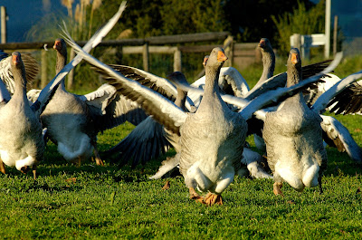 Elevage d'Oies des Granges à Tursac