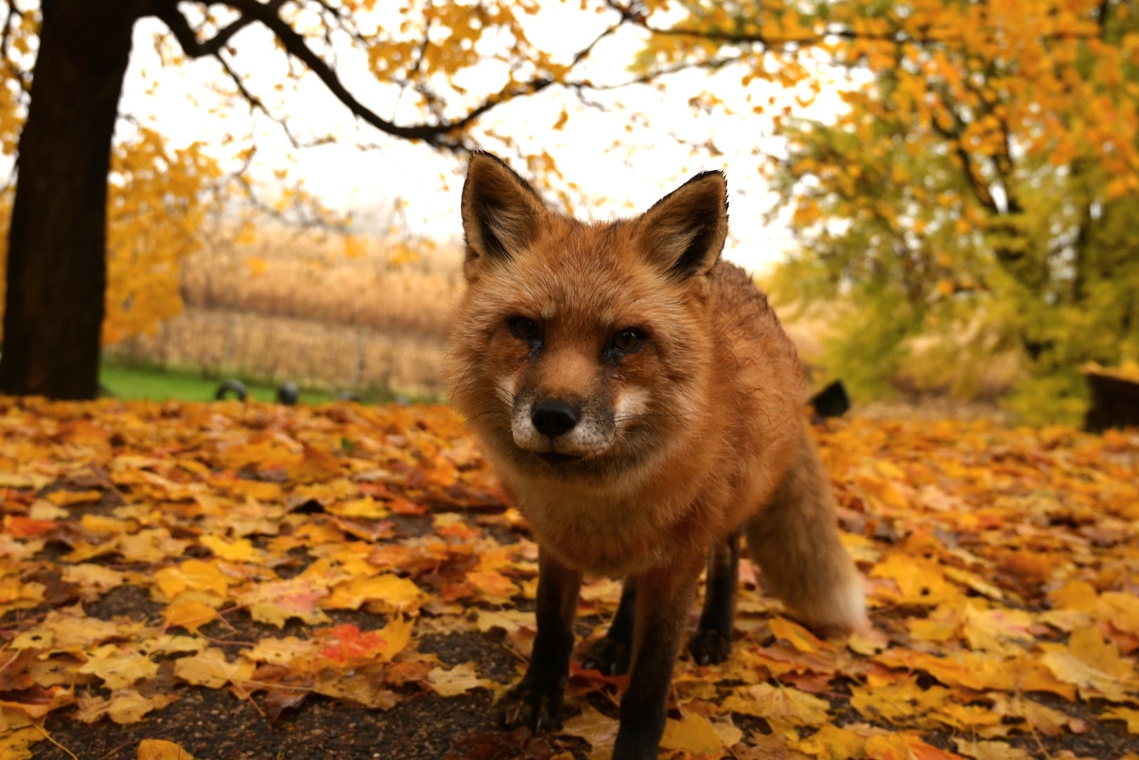 Save a Fox rescue