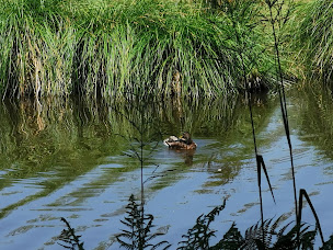 Photo n°88 de Camping l'Aquarelle Du Limousin à La Souterraine ()
